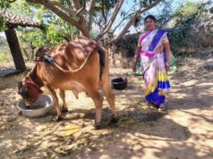 एनडीडीबी डेयरी समग्र विकास योजना का अनुसूचित जनजाति वर्ग के महिला हितग्राहियों को मिला लाभ, सरोजनी एक्का को एक साहीवाल नस्ल की गाय और एक साल का दिया गया निःशुल्क बीमा
