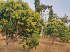 जशपुर की अमराई में आई बौरों की बहार, 5 हजार 410 हेक्टेयर में लहलहाई आम की फसल , रिकॉर्ड उत्पादन की उम्मीद से उत्साहित किसान