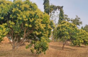 जशपुर की अमराई में आई बौरों की बहार, 5 हजार 410 हेक्टेयर में लहलहाई आम की फसल , रिकॉर्ड उत्पादन की उम्मीद से उत्साहित किसान