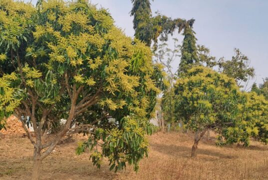 जशपुर की अमराई में आई बौरों की बहार, 5 हजार 410 हेक्टेयर में लहलहाई आम की फसल , रिकॉर्ड उत्पादन की उम्मीद से उत्साहित किसान