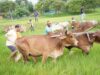 गृहग्राम बगिया में सुबह-सुबह खेत पहुंचे मुख्यमंत्री, बैलों के साथ हल चलाकर की बियासी, अपनी माटी और खेती-किसानी से मुख्यमंत्री विष्णु देव साय का आत्मीय जुड़ाव, हल की मूठ थामते ही जीवंत हुईं खेती-किसानी से जुड़ी पुरानी स्मृतियां